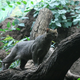 Illustration for article titled Caturday - Puma yagouaroundi Edition